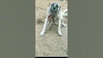 Thumbnail of Dog barking videos#4kviral#status#ytshorts