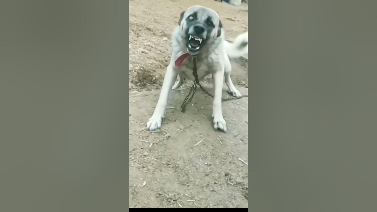 Dog barking videos#4kviral#status#ytshorts