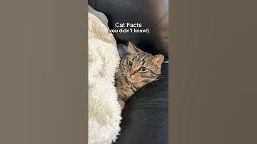 THIS is why cats sleep on humans