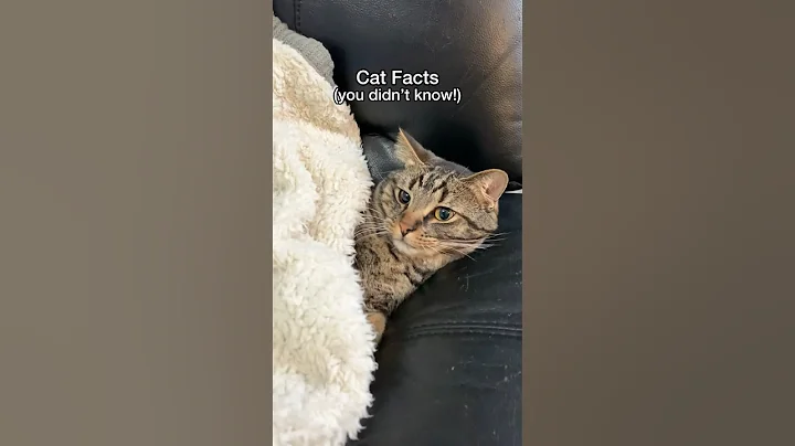 THIS is why cats sleep on humans