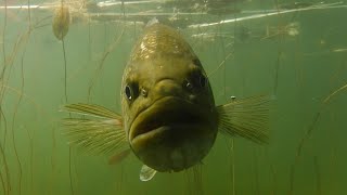 The Hidden World of the Largemouth Bass
