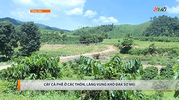 CÂY CÀ PHÊ Ở CÁC THÔN, LÀNG VÙNG KHÓ ĐAK SƠ MEI