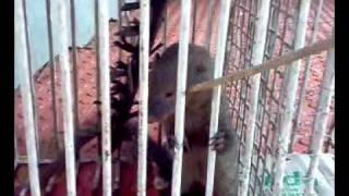 Mongoose captured in a trap