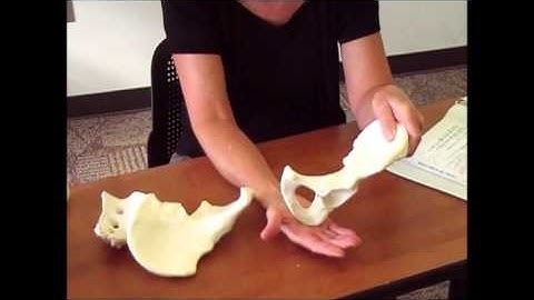 Appendicular Skeleton 3