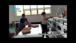 MINTAI 60k Egg grading machine solution for customer poultry farm 🥚 #EggProcessingEquipment