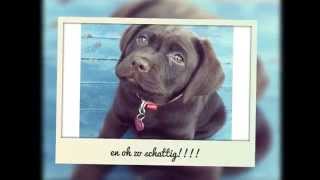 Bruine Labrador? - Ben Jij Op Zoek Naar Een Bruine Labrador?