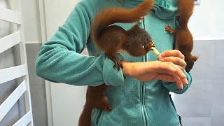 Feeding 7weekold squirrels