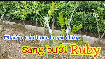 Ghép cải tạo bưởi Diễn sang bưởi Ruby Thái Lan