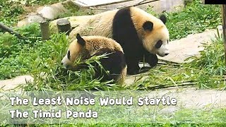 The Least Noise Would Startle The Timid Panda Ipanda