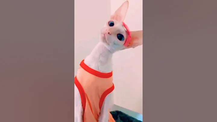 Watch the video about Meme meow dancing cat 732😻 😱👺😹🤠#shorts #yt shorts#shortsvideo