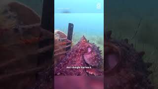 Octopus leads diver to treasure