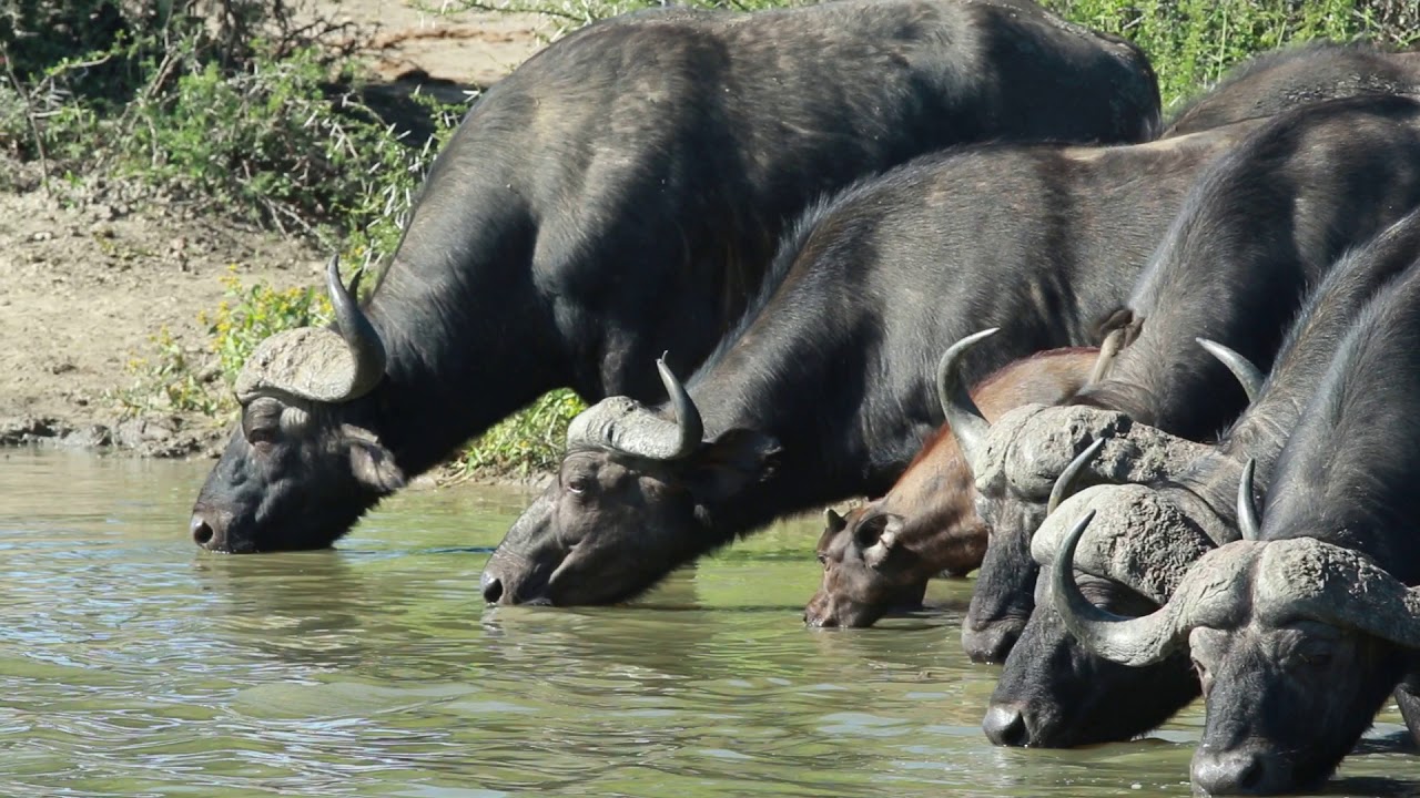 Buffalo & Elephants sharing a Watering Hole