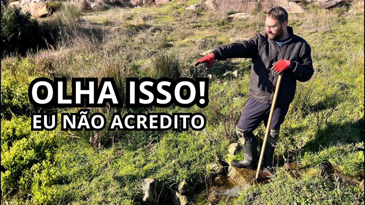 ELES ESTAVAM A PLANTAR ALHO E AGRIÃO… QUANDO OS CÃES ATACARAM AS GALINHAS DE NOVO