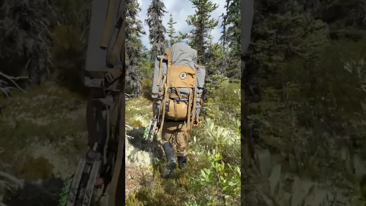 Alaskan Black Bear with a bow 