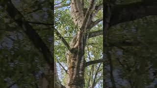 Download Lagu #FlooristChrysalis ? 002 - #Foams ?? ✝️🌹🤍 ??? #humor #comedy #satire #parody #sf #series (?) MP3