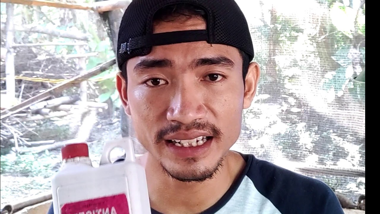 CARA PERAWATAN BEBEK PEDAGING USIA 10 HARI UNTUK PEMULA 