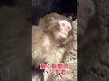 #パンチ君 #animals #babymonkey #がんばれパンチ #monkey #パンチくん #市川市動植物園 #punchmonkey #Punch
