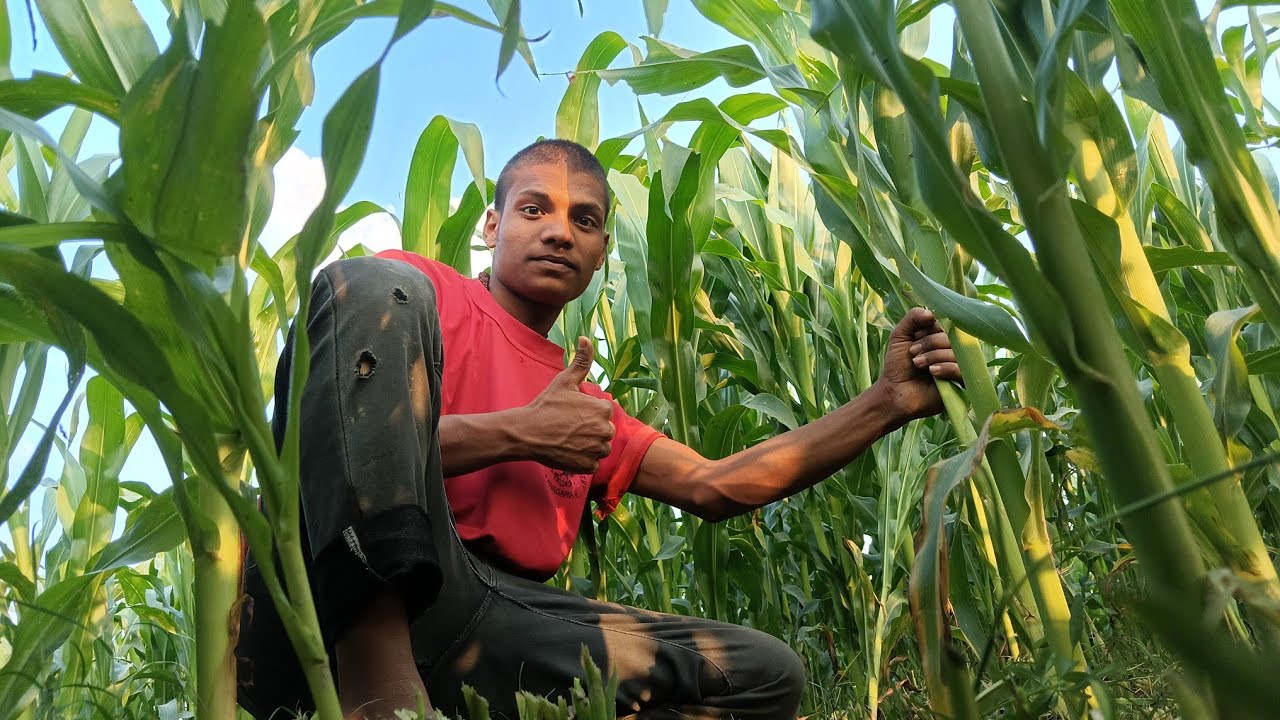 Jis Khet Mein Khaad Giraya Tha 🌽 Wahi Dobara Mila Kaam! 