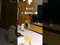 わって驚かせたいのに真っ正面で待ち伏せしちゃう猫