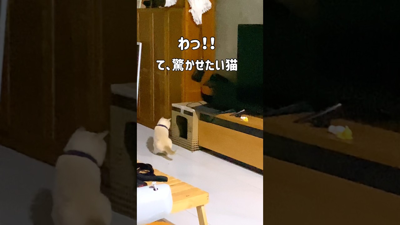 わって驚かせたいのに真っ正面で待ち伏せしちゃう猫