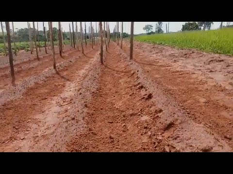 Vídeo: Como crescer um tomate 