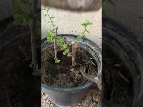 زراعة عقل السدر الكويتي الممتاز