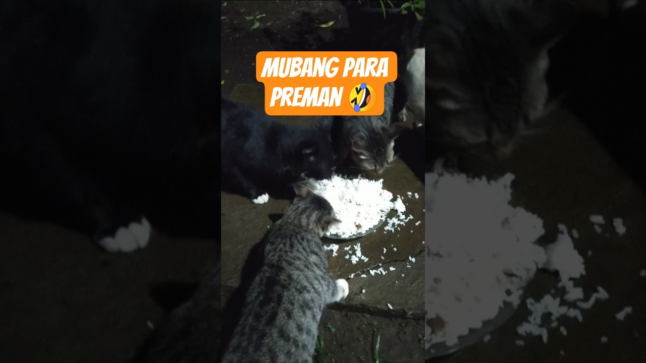#kucingmanis