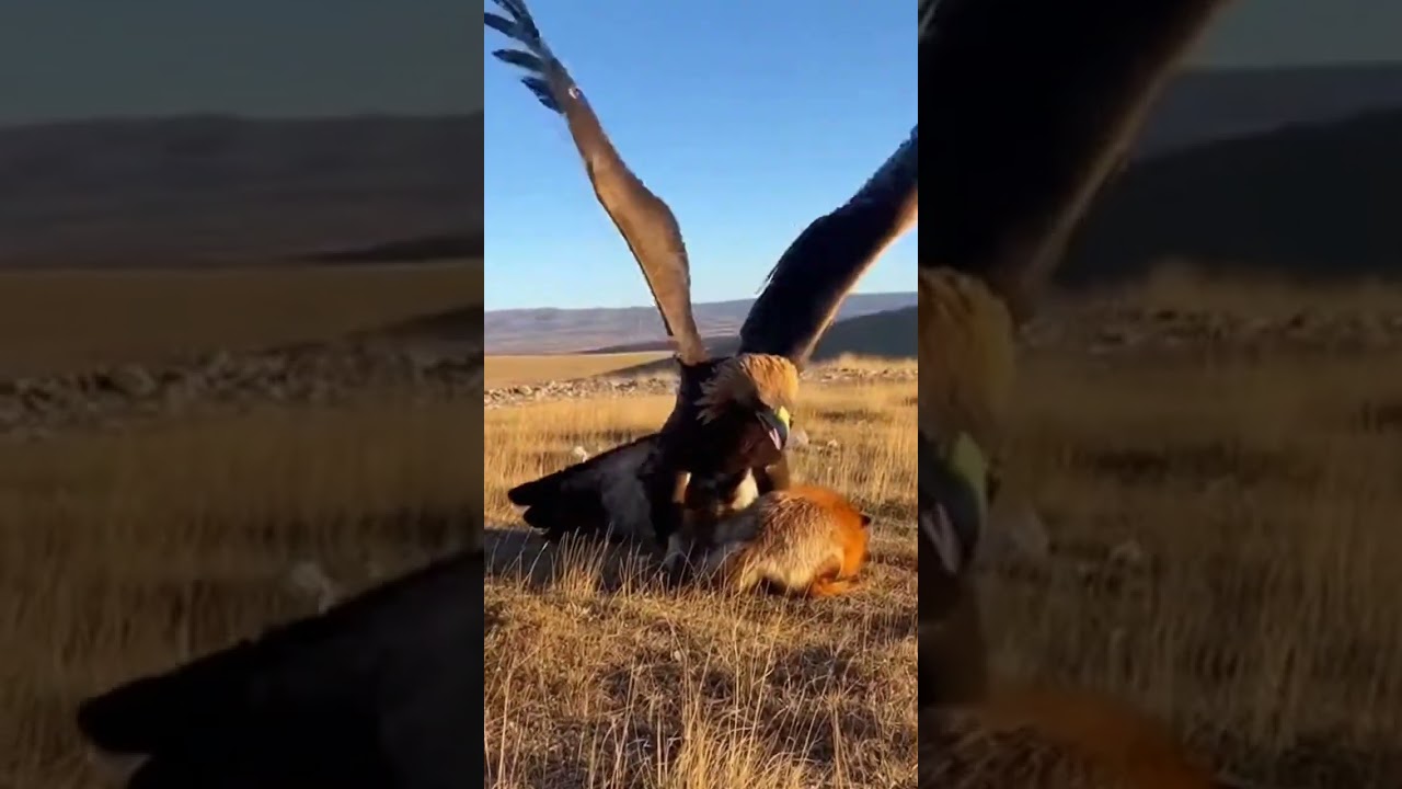 Zorro vs Águila gigante 