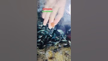 La hán kamalau bột giá rẻ đợt mới #kamalau #kamfa