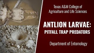 Antlion Larvae: Pitfall Trap Predators Taxonomy