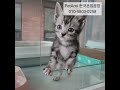 잠실고양이분양 아메리칸숏헤어분양