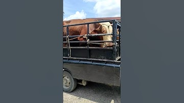 sapi jumbo, simental super #short #trukoleng #sapi #cow