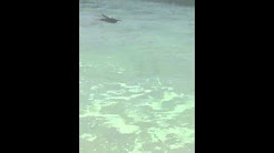 Shark at Siesta Key Beach Florida April 2016