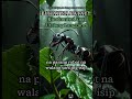 5. NAG-EXIST TALAGA ANG ZOMBIE FUNGUS?! 😱 Ito ang NAKAKAKILABOT na Sikreto Nito! #ZombieFungus