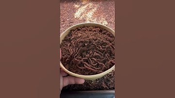 Quick Tip: Introducing new worms into your worm bin #worms #compost #vermicompost #organicfertilizer