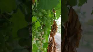 Wild green grapes