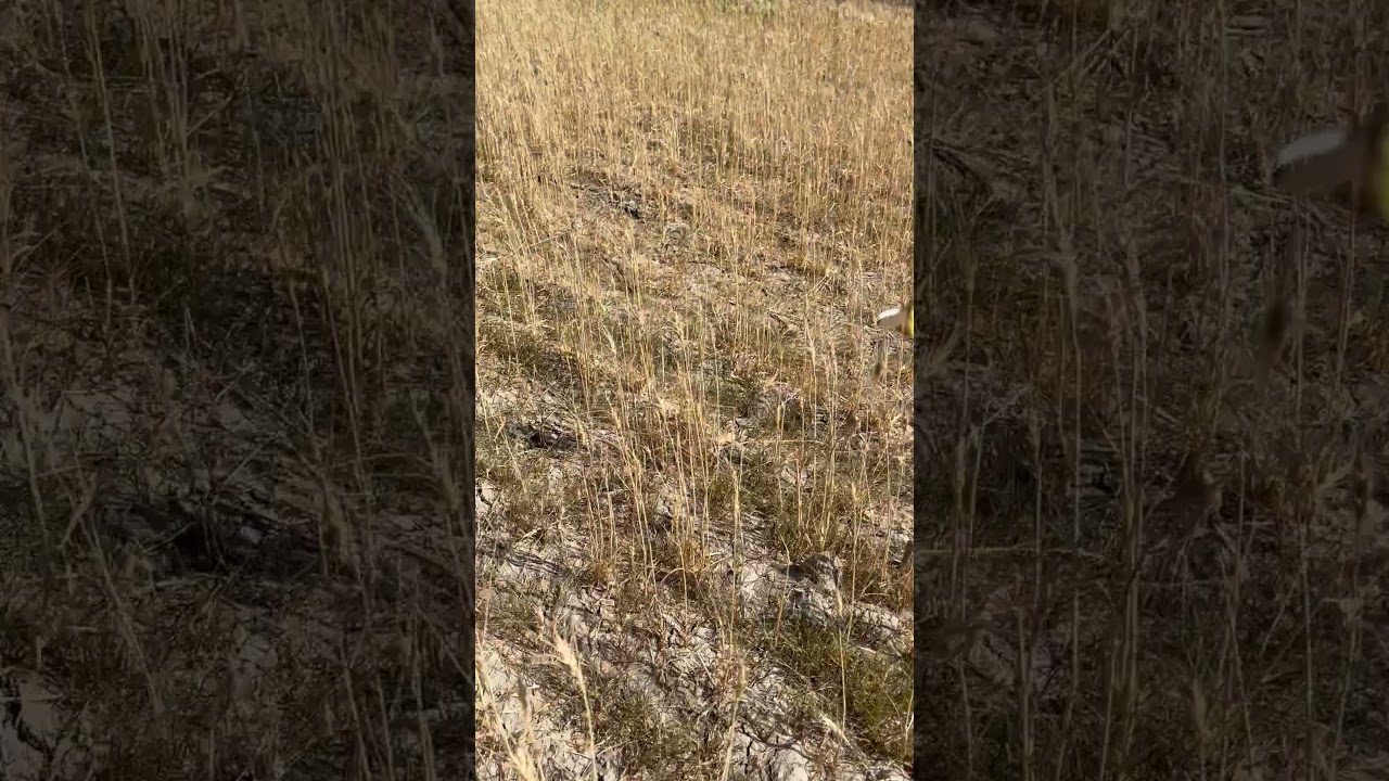 Culbertson Montana grasshoppers