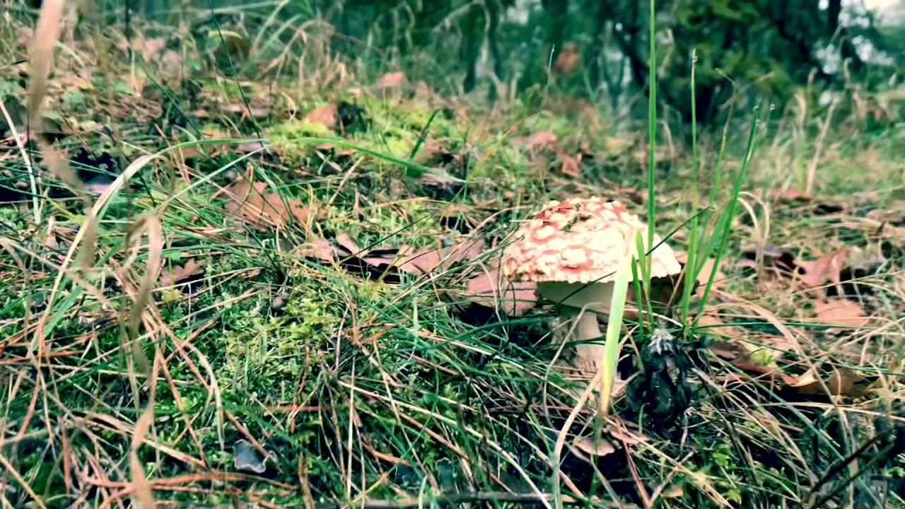 amanita diabétesz kezelésére)