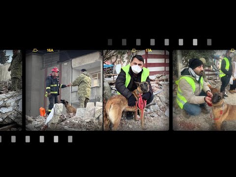 Türk Veteriner Hekimleri Deprem Bölgesinde