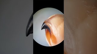 Squid Beak under a Microscope