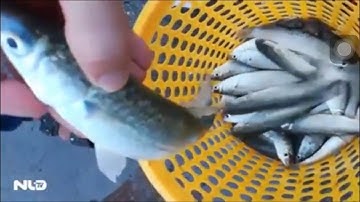 Tin tức hot | Hàng trăm cần thủ ra câu cá đối tại Phan thiết