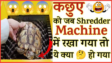 Turtle VS Shredder Machine😱😱||Experiment@laoxin @MRINDIANHACKER @TheExperimentTv#shorts