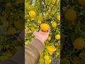 Lemon #lemon #lemontree #lemonade #australia #lemonlove #yellow #nature #shortvideo #kerala