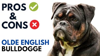 Olde English Bulldogge Pros and Cons | Olde English Bulldogge Advantages and Disadvantages