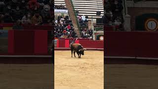 Toro Arena Valencia Spain #toro #arenavalencia #valencia #matador #boğagüreşi #spain #ispanya