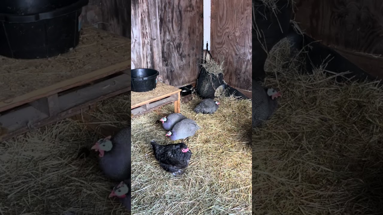 The role of Guinea Fowl on our small farm