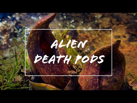 Is Eastern Skunk Cabbage Poisonous? I Eat It To Find Out! Deadly Plant!