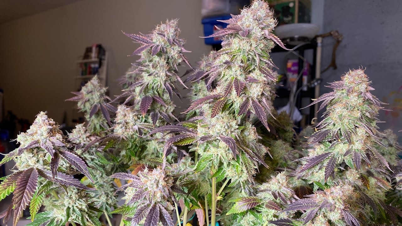 Cannabis Harvest!!! Runtz Muffin by Barney’s Farm D68F