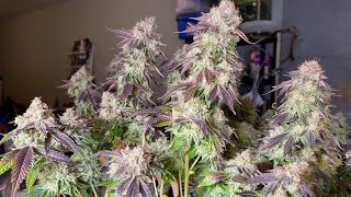 Cannabis Harvest!!! Runtz Muffin by Barney’s Farm D68F