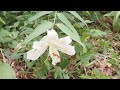 丹沢でocarina練習 新垣勉さんの「白百合の花が咲く頃」